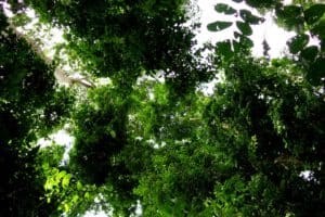 Blätterdach Regenwald, Taï Nationalpark