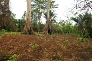 Regenwald Abholzung Elfenbeinküste