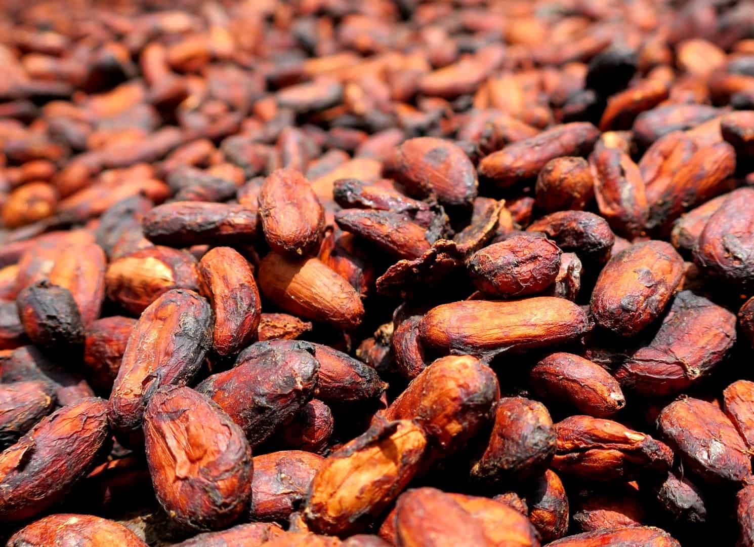 Kakaobohnen getrocknet