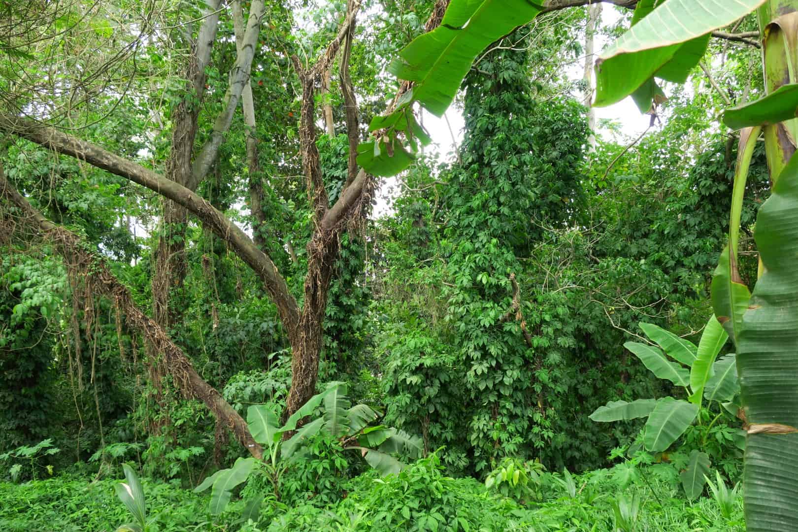 Tropischer Wald