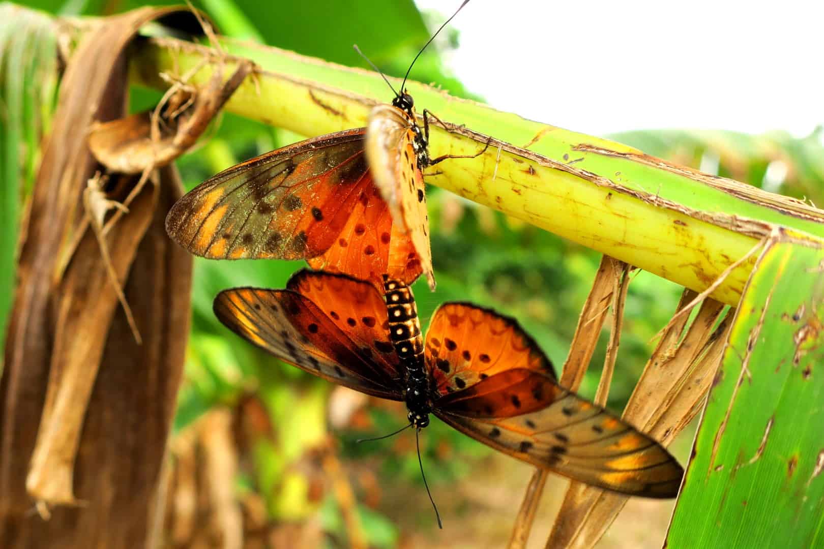 Schmetterling bei der Paarung, Acraea leucographa - Elfenbeinküste