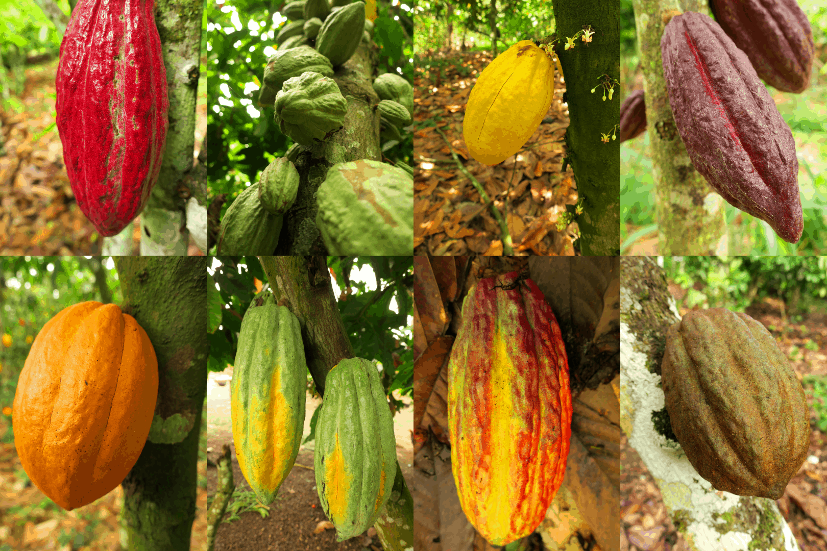 Kakao Schoten Farben Diversität